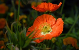 Квіткові шпалери 819 (3840x2160) (30 шпалер)