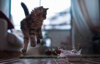 Cats 209 (30 wallpapers)