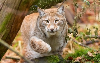 Коти 177 (30 шпалер)