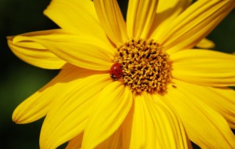 Цветочные обои 822 (3840x2160) (30 обоев)