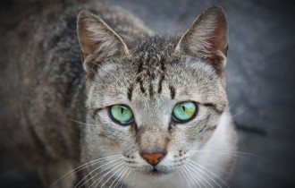 Коты 213 (30 обоев)