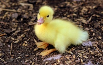 Птицы 154 (3840x2160) (30 обоев)