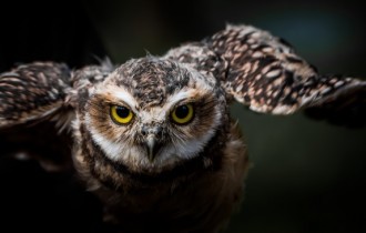 Птицы 156 (3840x2160) (30 обоев)