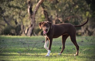 Собаки 149 (30 шпалер)