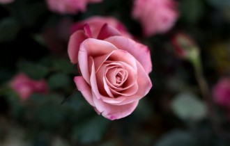 Цветочные обои 806 (2560x1600) (30 обоев)