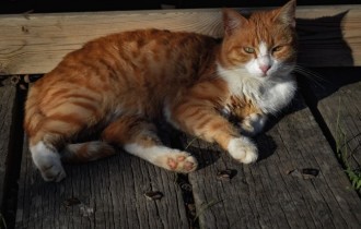 Коты 230 (30 обоев)