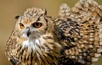 Птахи 174 (30 шпалер)