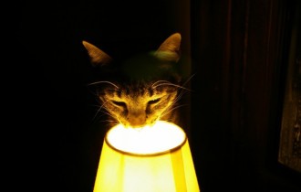 Коти 207 (30 шпалер)