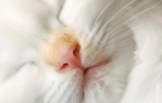 Коты и кошки (40 обоев)