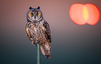 Птицы 188 (30 обоев)