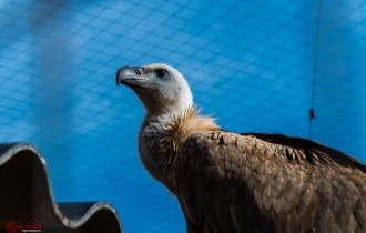 Птицы 184 (30 обоев)