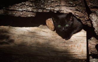 Коты 129 (3840x2160) (30 обоев)