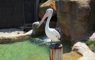 Птахи 173 (30 шпалер)