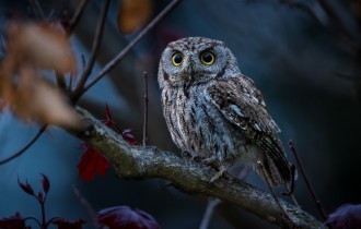 Birds 206 (30 wallpapers)