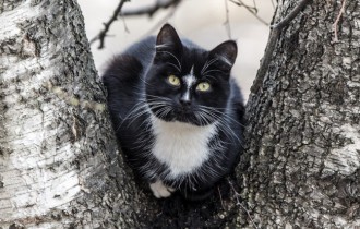 Коты 211 (30 обоев)