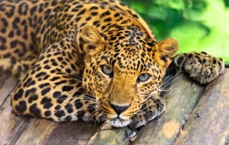 Коты 168 (30 обоев)