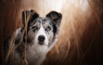 Собаки 135 (30 обоев)