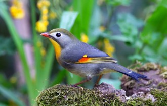 Птицы 179 (30 обоев)