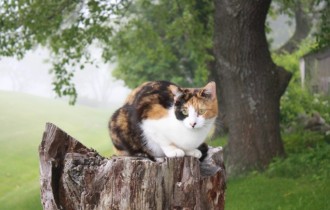 Коты 236 (30 обоев)