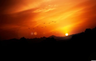 Птицы 158 (3840x2160) (30 обоев)