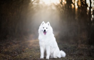 Dogs 185 (30 wallpapers)