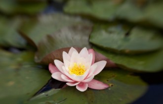 Цветочные обои 842 (5120x2880) (30 обоев)