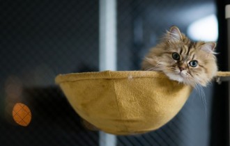 Коты 155 (30 обоев)