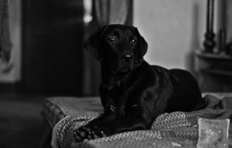 Собаки 152 (30 обоев)