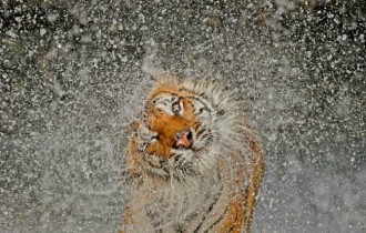 Коты 197 (30 обоев)