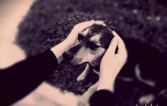 Собаки 145 (30 шпалер)