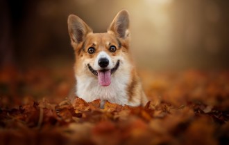 Dogs 170 (30 wallpapers)