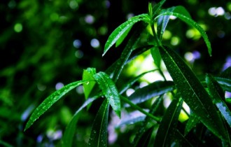 Featured Desktop HD Wallpapers 56 (30 обоев)