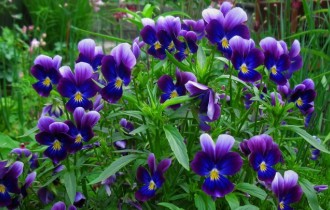 Квіткові шпалери 810 (2560x1600) (30 шпалер)