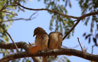 Birds 198 (30 wallpapers)