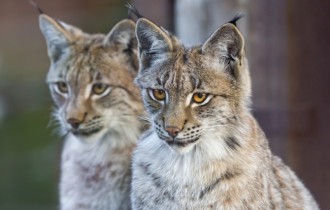 Cats 237 (30 wallpapers)