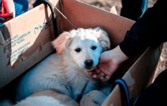 Собаки 143 (30 шпалер)