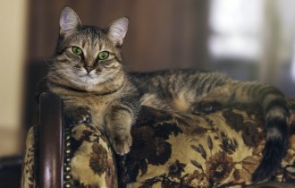 Коты 233 (30 обоев)