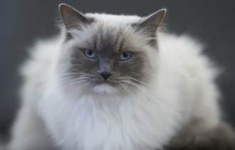 Коты 123 (3840x2160) (30 обоев)