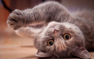 Коти 179 (30 шпалер)