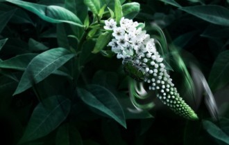 Floral wallpaper 895 (30 wallpapers)