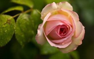Floral wallpaper 882 (30 wallpapers)