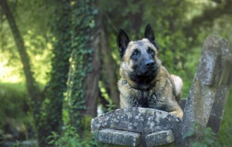 Собаки 158 (30 обоев)