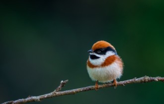 Птахи 165 (30 шпалер)