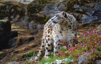 Коты 167 (30 обоев)