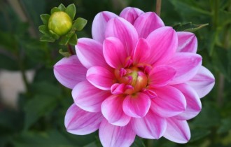 Цветочные обои 792 (2560x1600) (30 обоев)