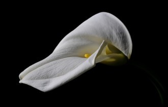 Квіткові шпалери 814 (2560x1600) (30 шпалер)