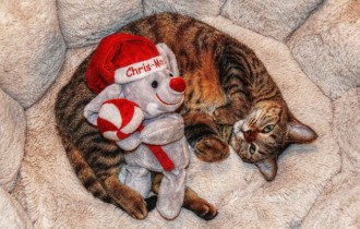 Коты 170 (30 обоев)