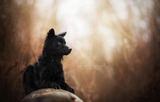 Собаки 144 (30 шпалер)