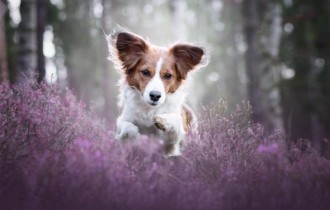 Собаки 150 (30 шпалер)