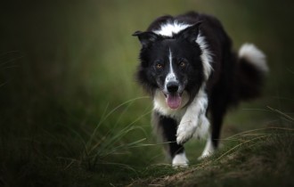 Dogs 172 (30 wallpapers)